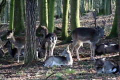 Killikus&reg; Fotographie